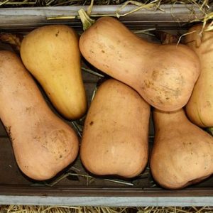 photo-courge-butternut